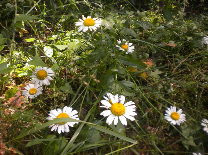 Любовь Орлова | Москва