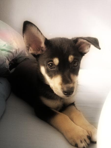 Светик Мусийко | Харьков