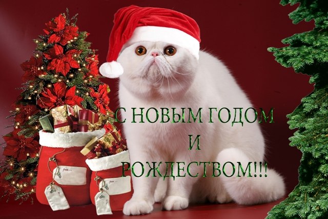 Елена Зейналова | Нижний Новгород