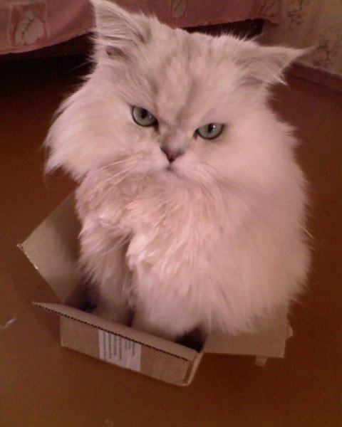 Алёна Важенина Vazhenka | Санкт-Петербург