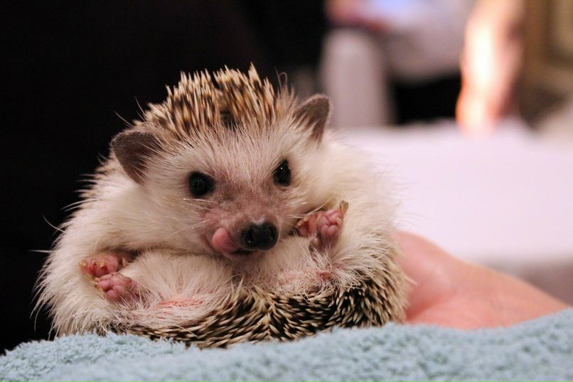 Анастасия Цыкунова | 