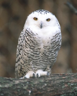 Марина Мироненко Васильевна | Могилёв