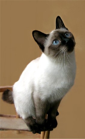 Kitty Yo | Москва