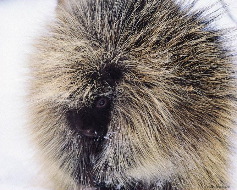 №1, Алексей Щукин, Санкт-Петербург, Россия №1, Алексей Щукин, Санкт-Петербург, Россия