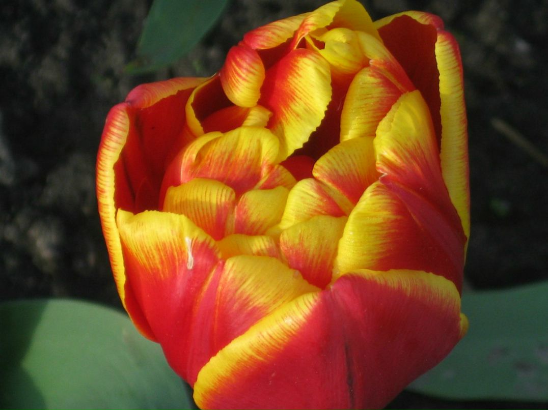 Оксана Гончарова | Санкт-Петербург