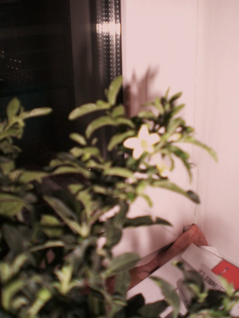 Ксения Дюпина | Киров