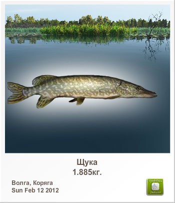 Денис Сокол | 