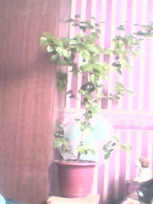 Nodir Yaxyaev Kamirovich | Москва