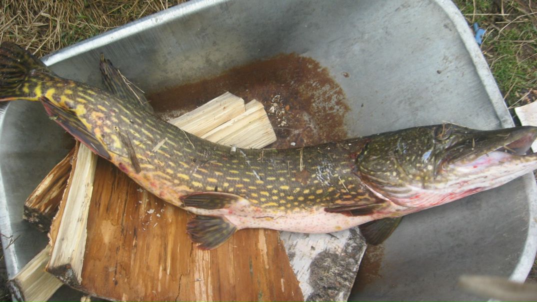 №8, Коля Лепешкин, Петрозаводск №8, Коля Лепешкин, Петрозаводск