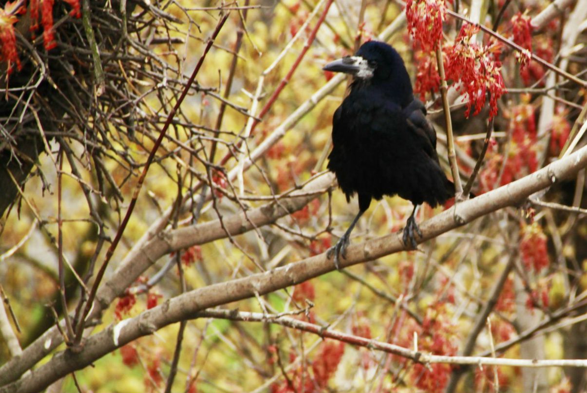 Юлия Сипливая | 