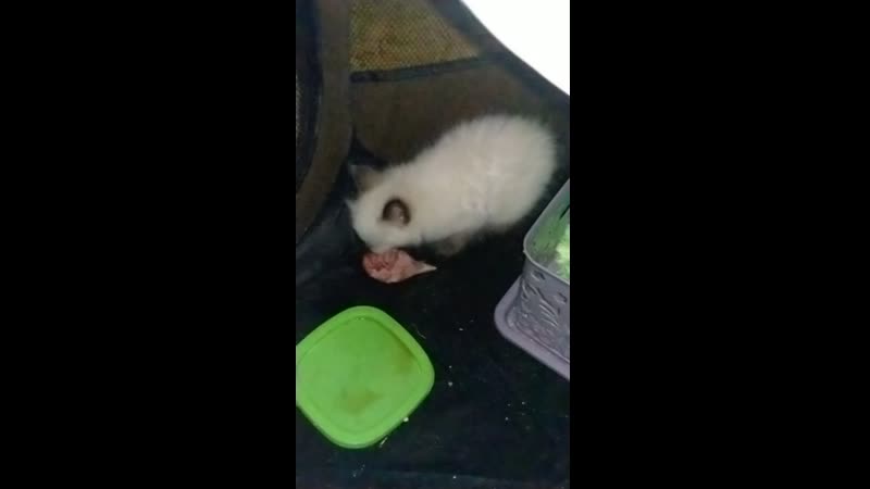 MOV_HFR_120F_20191226131443.mp4