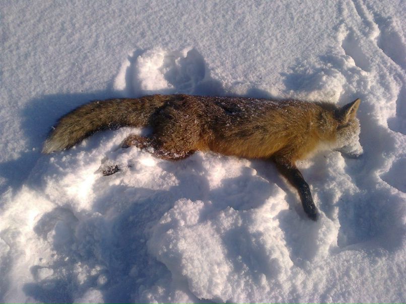 Юрій Фабрицій | Ужгород