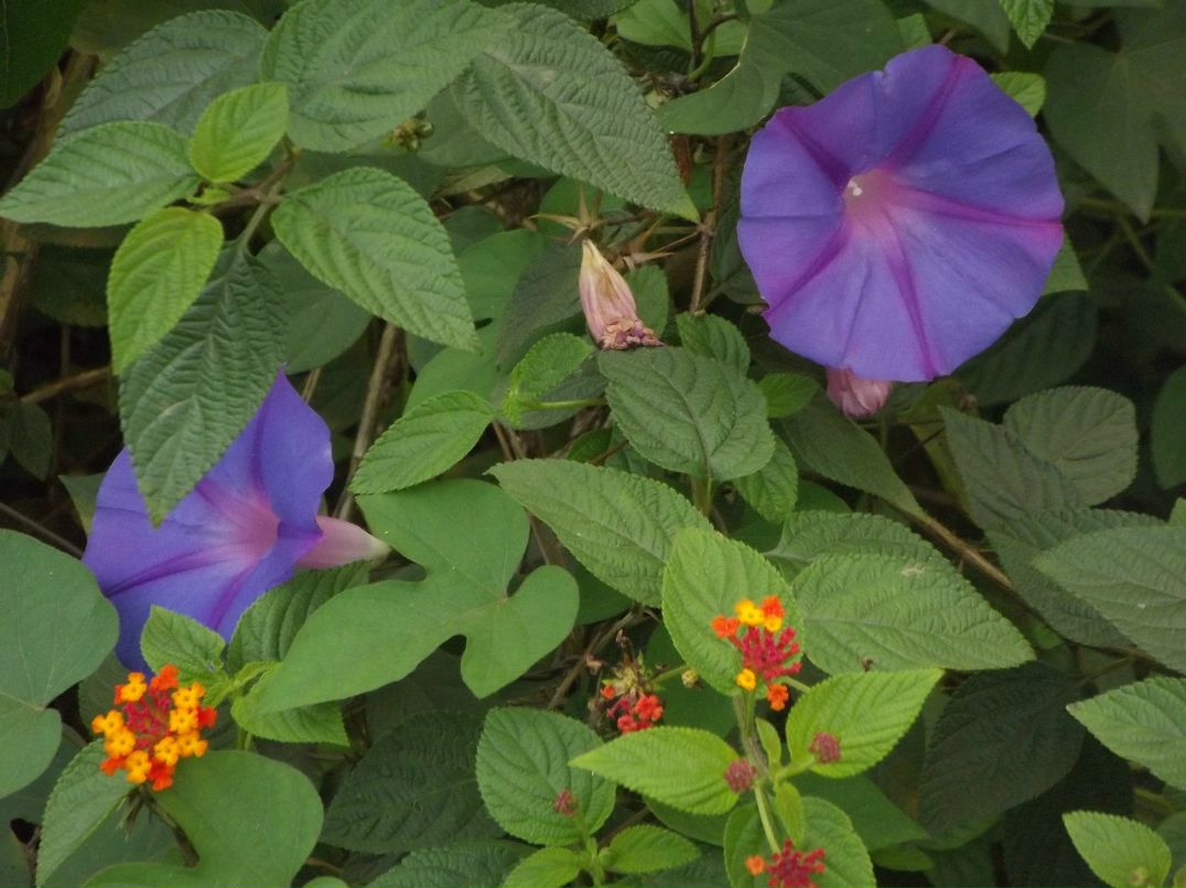 Игорь Гоголев | Тель-Авив