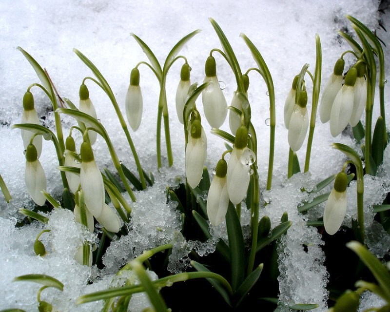 Василий Попов Kursant | Александрия