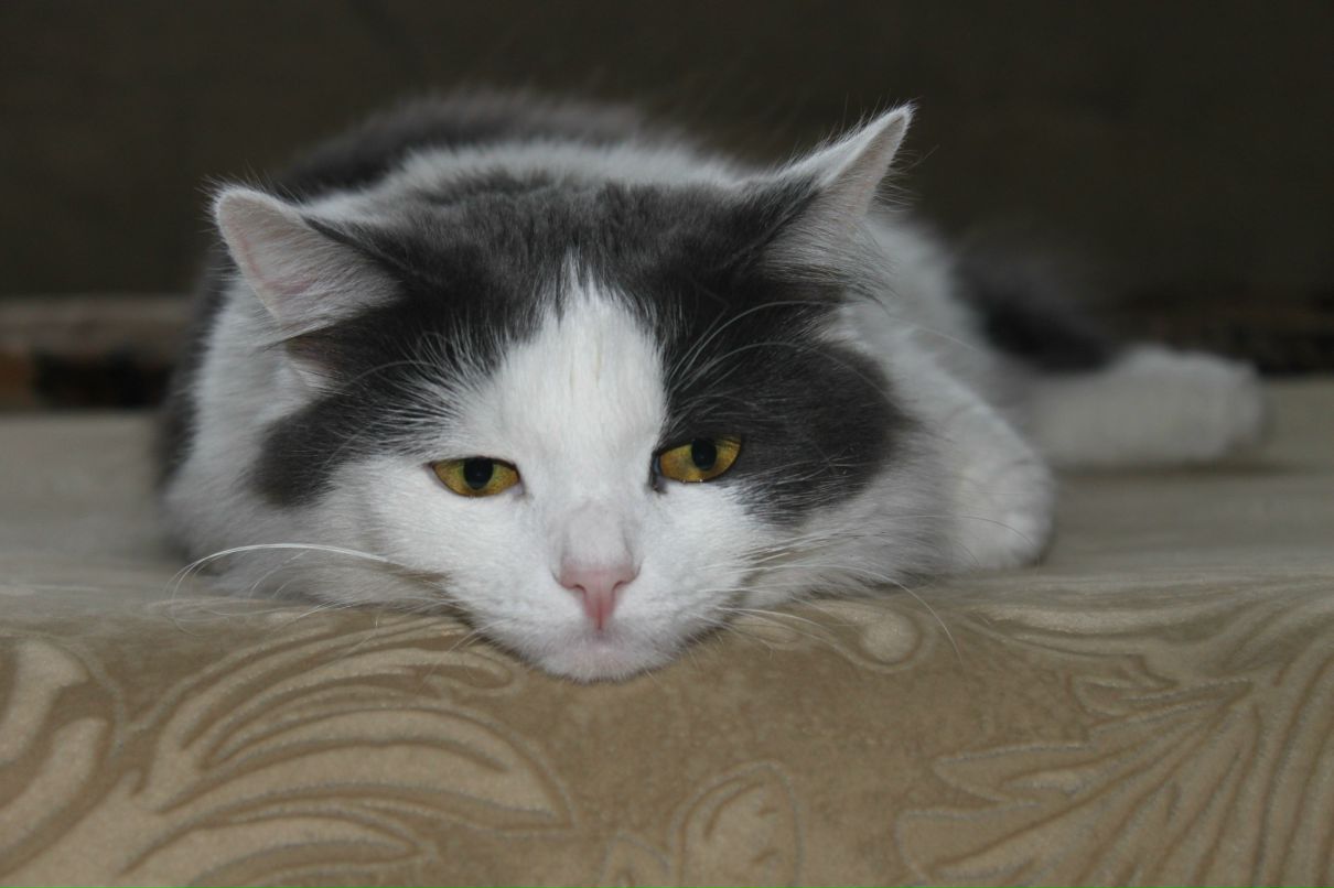 Анастасия Шмелева | Москва