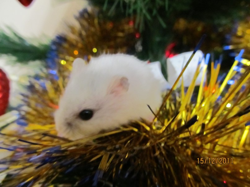 Віка Шнайдер | Житомир