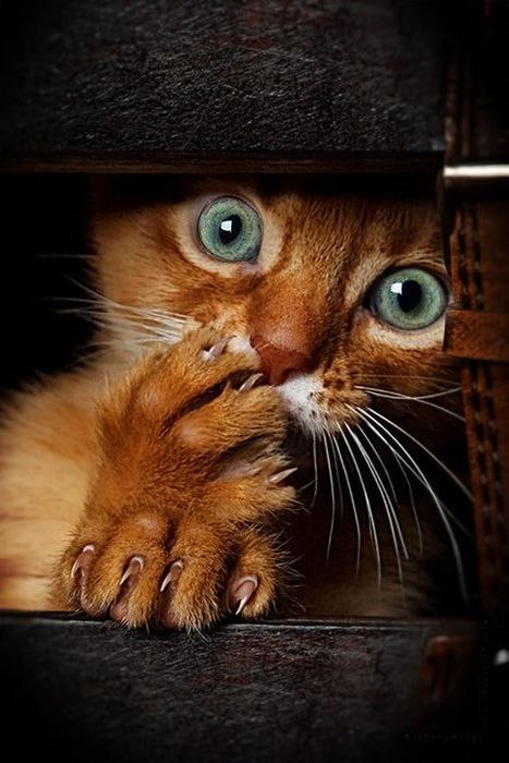 Сергей Папулов | Красноярск