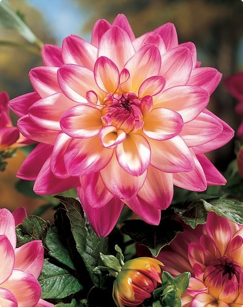 Елена Степанова | Воскресенск