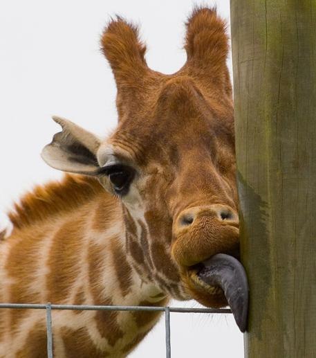 Сергей Арзамазов | Киев