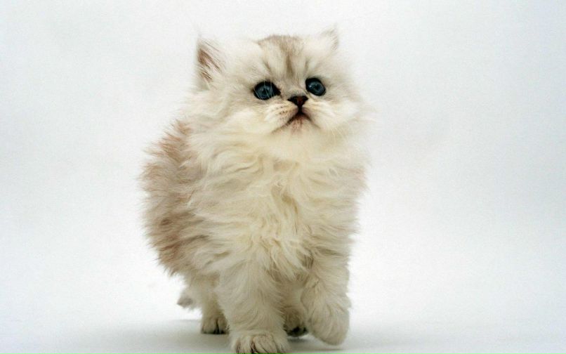 Мария Лорей | Москва