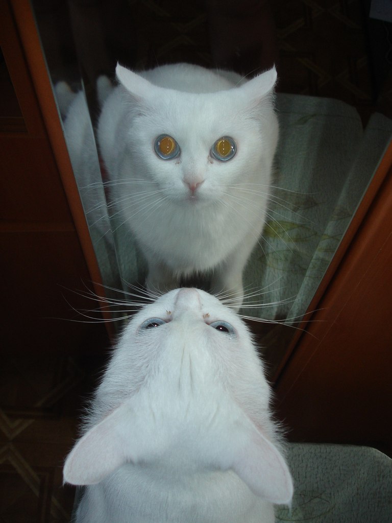 Гэнюль Стоянова | Сургут