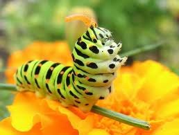 Василиса Соколова | Москва