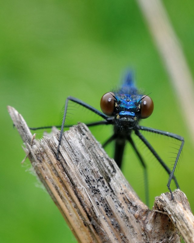 Антон Дорохин СвяТОШАs | Королёв