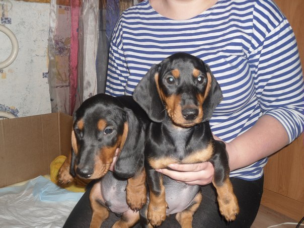 Лила Митрофанова | Орехово-Зуево