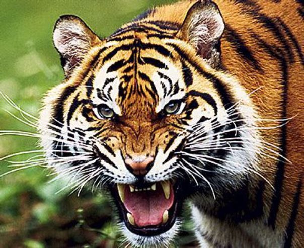 Олег Волк ********VOLK******** | Красногвардейское