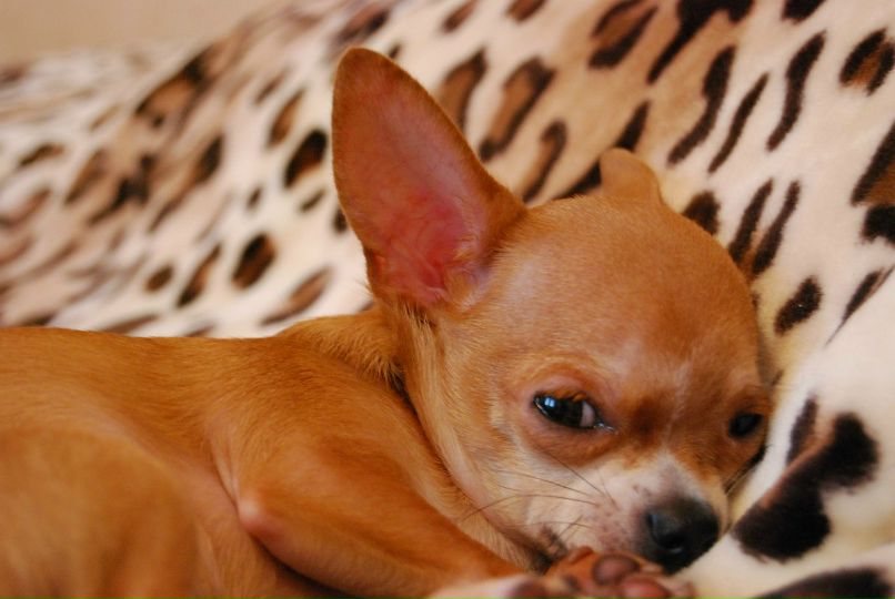 Евгения Мельдер | Кривой Рог