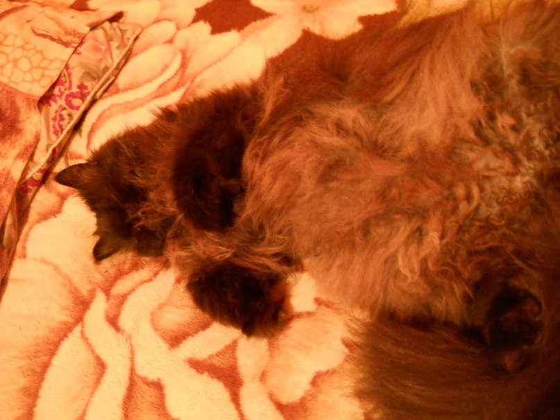 Иван Твардовский | 