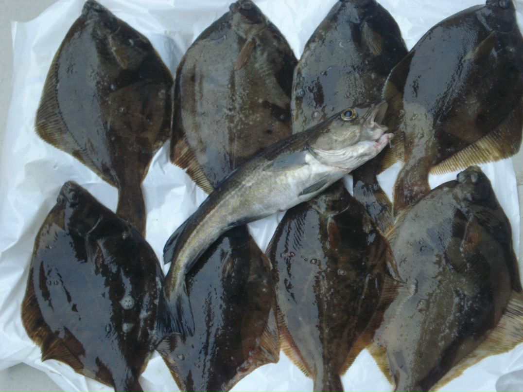 Владимир Заморев | Kópavogur