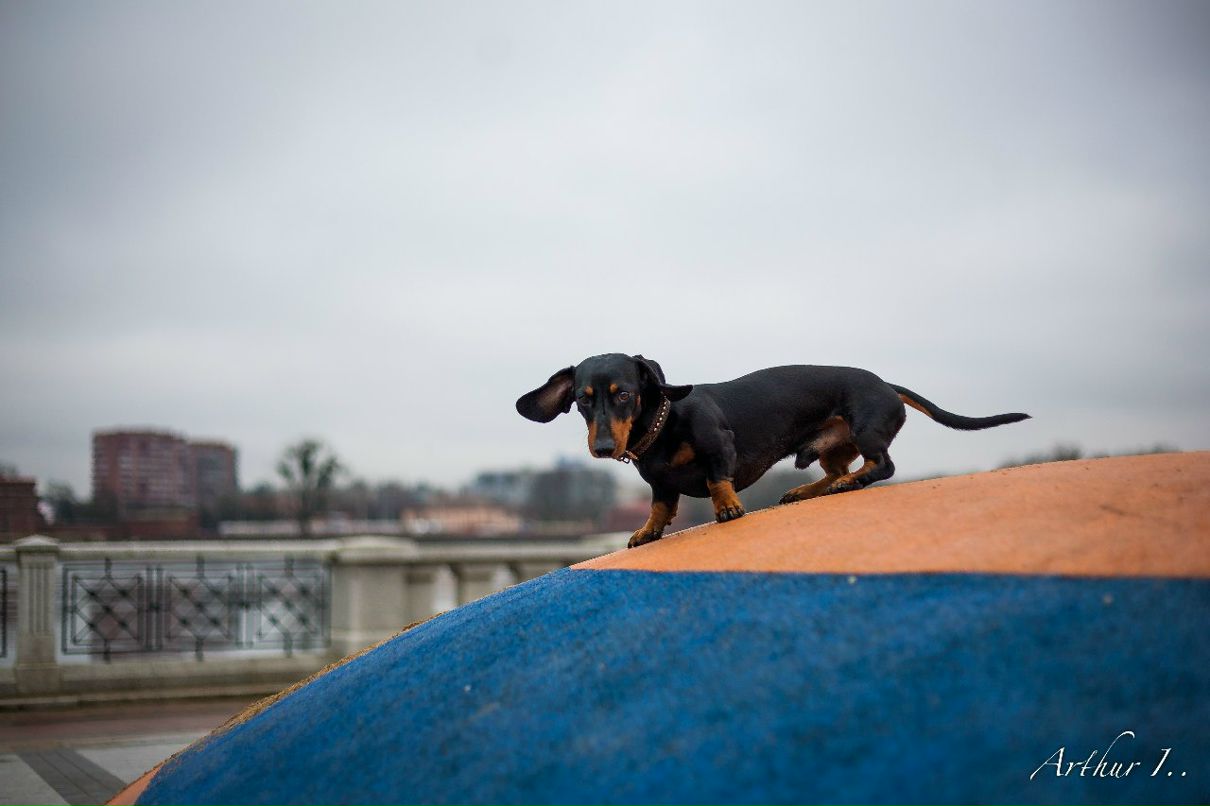 Arthur Ivanov (Aston Inners) | Калининград