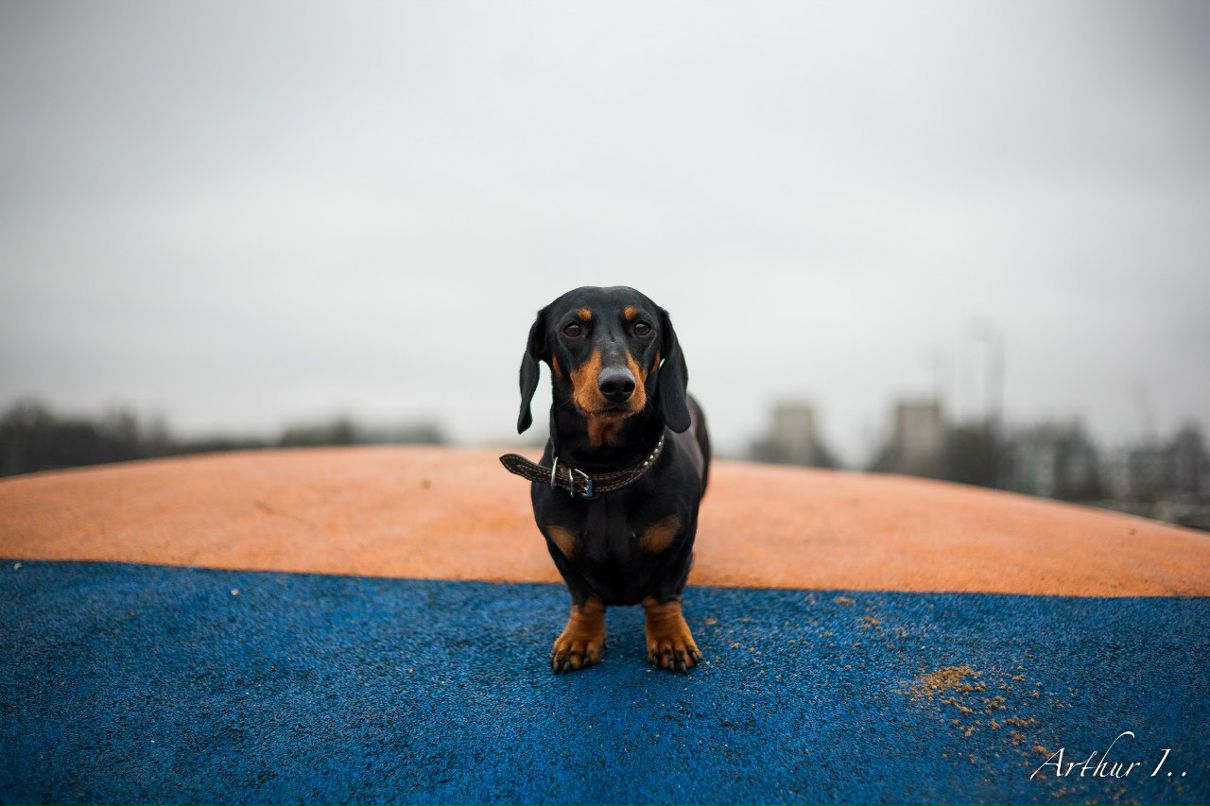 Arthur Ivanov (Aston Inners) | Калининград