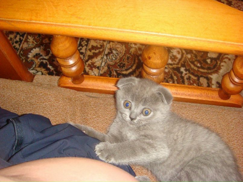 Даниэль Аманов | Лиманское