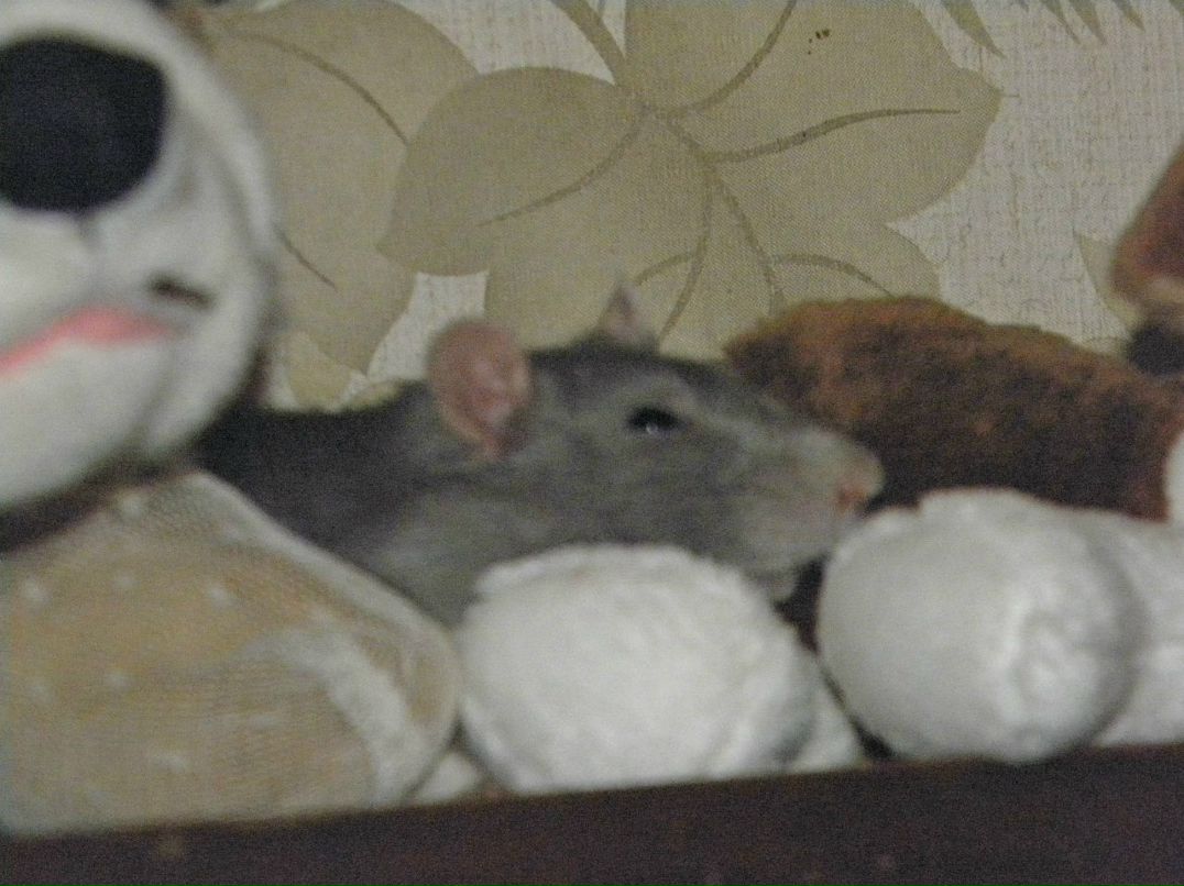 Настенька Колосова SUN | Киев