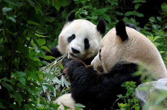 Арина Рой | Киев