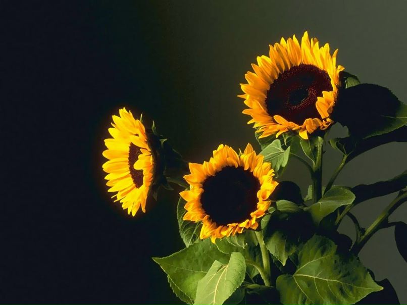 Маша Медведьевна | 