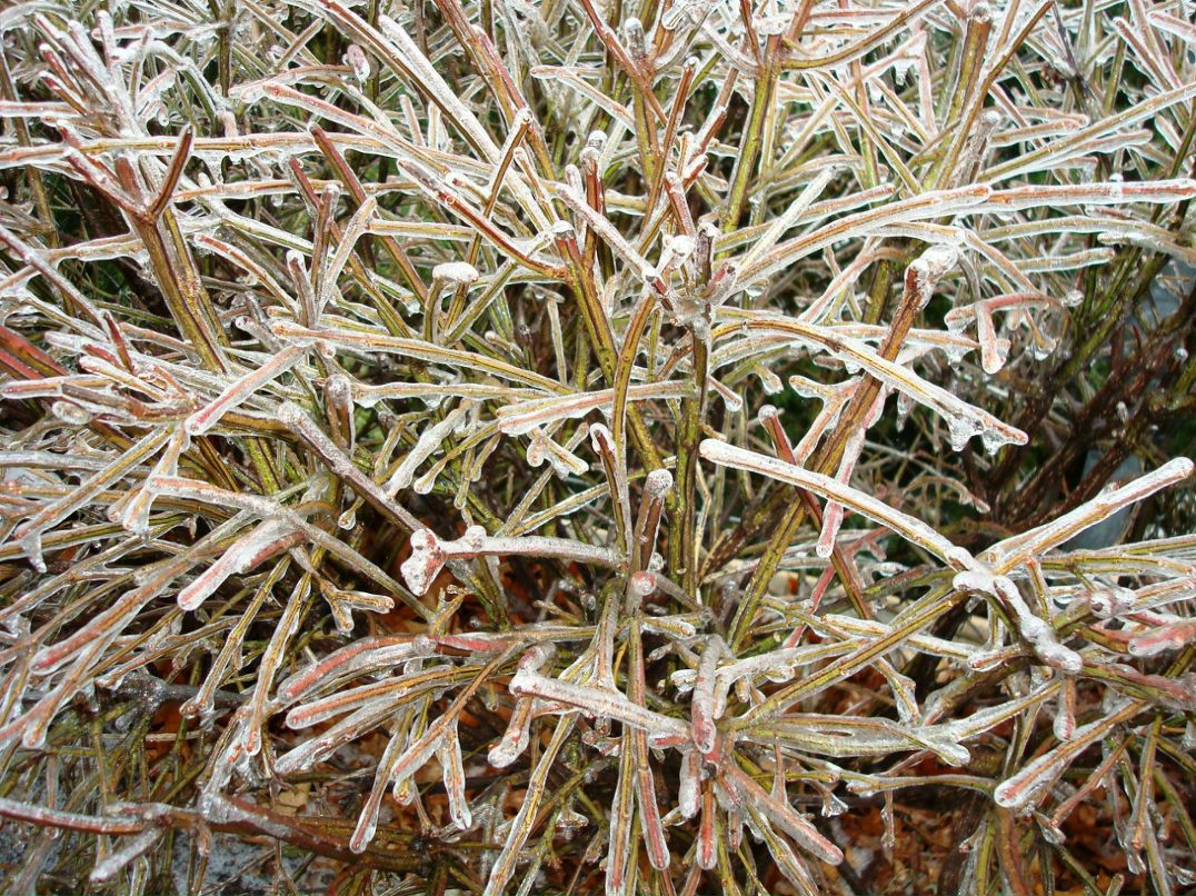 Ольга Игнатова | Санкт-Петербург