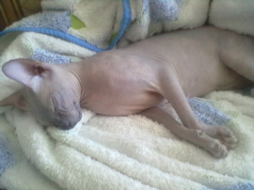 Анна Никишина | Приютово