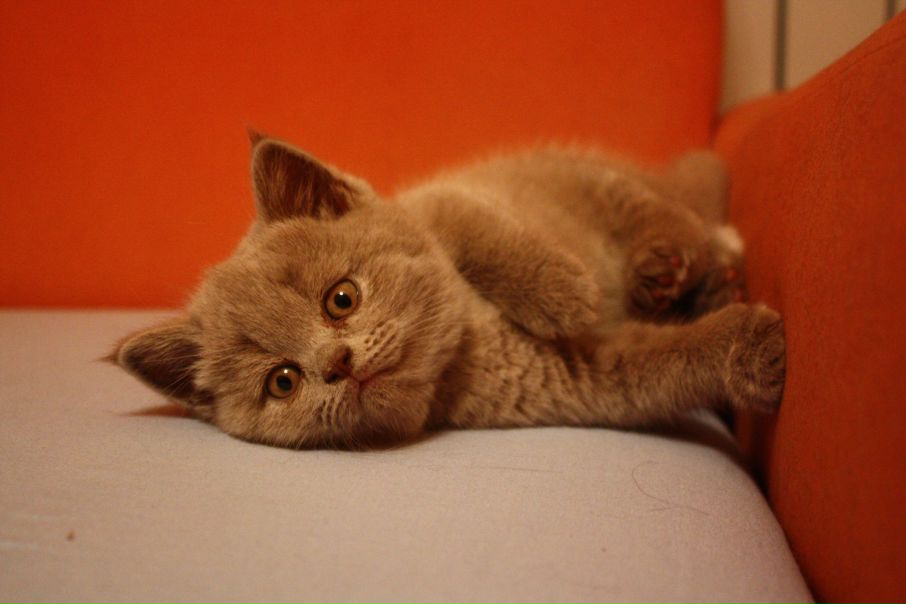 №16, Елизавета Корабельникова, Москва №16, Елизавета Корабельникова, Москва