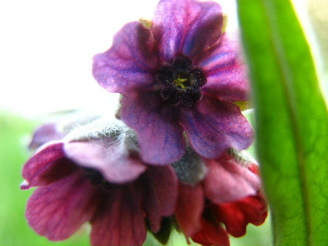 Галя Федоровская (Ночное Небо) | Владикавказ