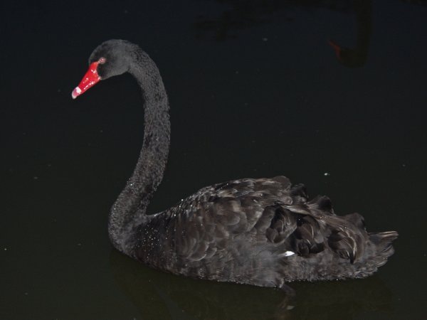 №33, Ирина Стрельникова №33, Ирина Стрельникова