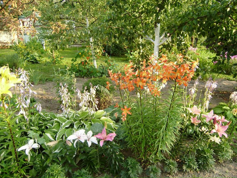 Ольга Лайзане | Рига