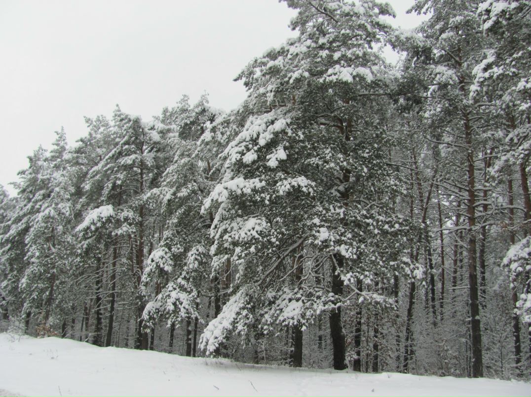 Евгения Куркан | 