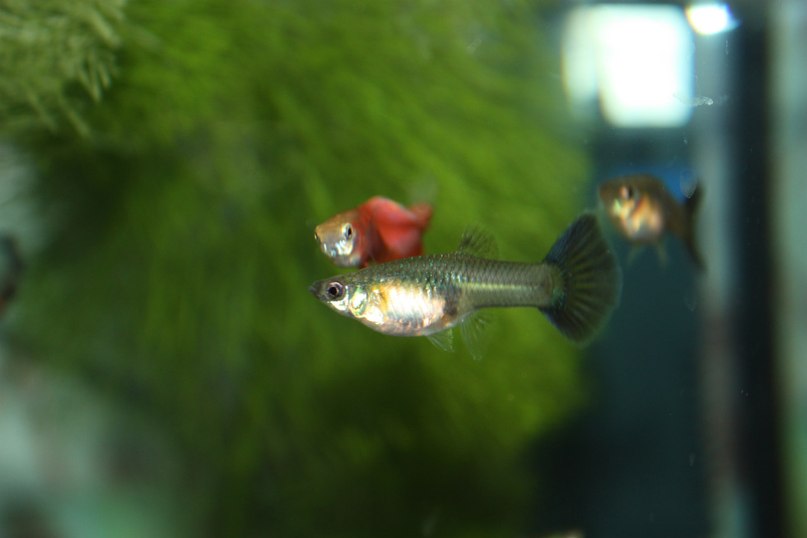 Катя Сарафанова | Севастополь