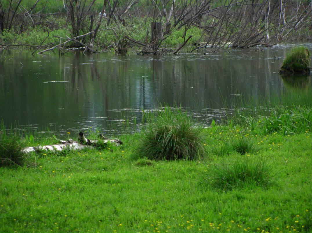Mihail Nefedov | Новосибирск
