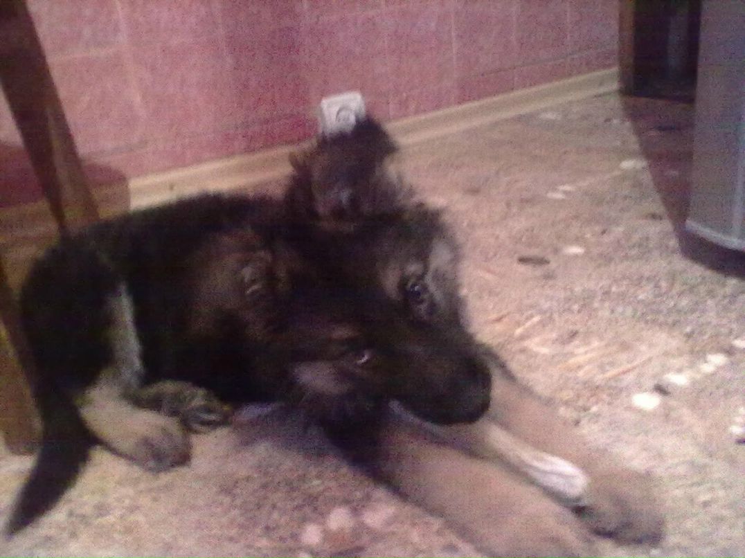 Дмитрий Горшенин | Харьков