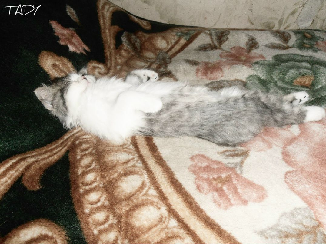 Боддино Самелюк _$just-life-free$_ | Milano