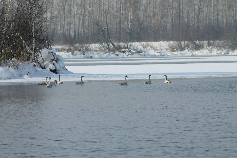 №29, Роман Гончаров №29, Роман Гончаров